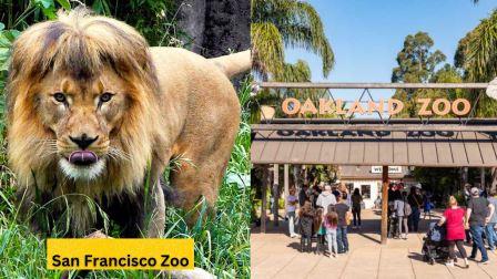 Oakland Zoo vs San Francisco Zoo