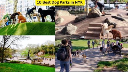 10 Best Dog Parks in NYK